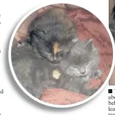  ??  ?? n SWEET: Right, Pearl and Flint and above, kittens Gem and Flint were found in a storage unit