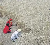 ?? FOR REPRESENTA­TION PURPOSE ?? Agricultur­al labourers harvesting the wheat crop.