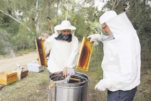  ?? ?? Beekeepers harvest the season’s first honey, Adana, Türkiye, April 28, 2024.