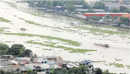  ?? PORNPROM SATRABHAYA ?? An aerial view of the Chao Phraya River near Kiak Kai pier in Bangkok’s Dusit district shows a large mass of water hyacinths flowing past. Authoritie­s are preparing to clear water hyacinths that are clogging the river to improve flow and prevent floods...