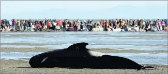  ?? PICTURES: REUTERS ?? DESPERATIO­N: Volunteers attend to stranded pilot whales after a mass stranding in Golden Bay, New Zealand’s South Island. One lies on a sandbank marked with an ‘X’ to indicate it has died.