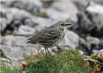  ?? ?? TWO: Adult petrosus Rock Pipit (Islay, Argyll, 20 May 2012). This petrosus Rock Pipit in worn spring plumage shows typically cold, grey hues in the upperparts with no hint of brown or warm tones. The underparts are very heavily marked with dark ‘blurry’ lines on a dull greyish-white background. There is a diffuse superciliu­m on this individual, about as pronounced as is ever seen on this form, but it does not detract from the bird’s overall rather uniform appearance. Note also the dark legs.