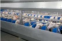  ??  ?? New Zealand’s emerging sheep milking market could collapse if production is not grown in line with market demand.