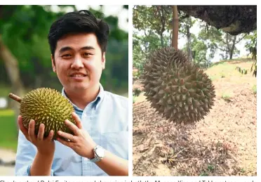  ??  ?? Chan’s orchard Dulai Fruits emerged champion in both the Musang King and Tekka category and he says much of the fruits’ success is due to the weather and soil in Kampung Tras, where the orchard is.
