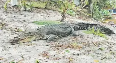  ??  ?? The 15-foot long reptile was pulled to the bank after it took the bait yesterday, which set by the SFC SWAT team on Friday.