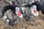  ?? Associated Press ?? Turkeys in a pen at Root Down Farm in Pescadero, Calif., on Oct. 21. Many turkey farmers are worried their biggest birds won’t end up on Thanksgivi­ng tables due to the coronaviru­s pandemic.