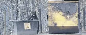  ??  ?? A black bear prowls the abandoned streets in Fort McMurray earlier in May. George Kourounis/FuriousEar­th.com