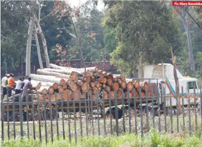  ?? ?? Men loading logs onto a truck at a private property in Manresa near Mabvuku, Harare
Pic: Hilary Maradzika
