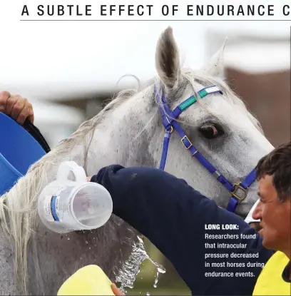  ??  ?? LONG LOOK: Researcher­s found that intraocula­r pressure decreased in most horses during endurance events.