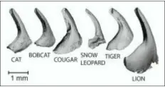  ?? ALEXIS NOEL — GEORGIA TECH VIA AP ?? This image provided by Georgia Tech in November 2018 shows a comparison of feline papillae from CT scans.