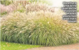  ??  ?? Miscanthus is great for the garden and the environmen­t because it absorbs more carbon than it releases
