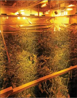  ?? PHOTO COURTESY OF THE CHESTER COUNTY DISTRICT ATTORNEY’S OFFICE ?? North Coventry Police and the Chester County District Attorney’s Office dismantled a marijuana grow operation on the 900 block of Malvern Drive. Three Cuban nationals were arrested.