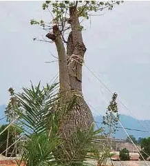 Dead Trees Come Back To Life Pressreader