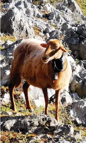  ??  ?? Una cabra con el prototipo ideado por Adrián Collado.