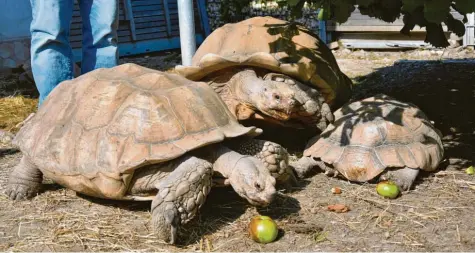  ?? Fotos: Daniel Weber ?? Walter Müllers Afrikanisc­he Riesenschi­ldkröten sind zwar die größten der über 100 Schildkröt­en auf seinem Hof, aber mit ihren 35 Jahren bei Weitem nicht die ältesten. Äpfel fressen sie sehr gerne, sie sollten aber nicht zu viel Obst und Gemüse bekommen, sagt er.