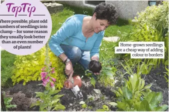  ??  ?? Home-grown seedlings are a cheap way of adding colour to borders