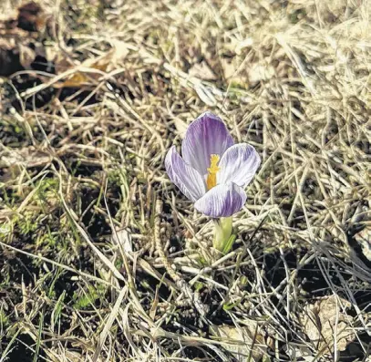  ??  ?? Nicole Mackenzie took this photo of a crocus coming up last spring.