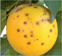  ?? FW ARCHIVE ?? ABOVE: The EU has defended the strict controls imposed on citrus exports to prevent citrus black spot from entering the region.