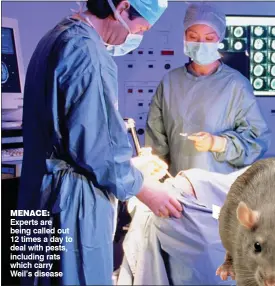  ??  ?? MENACE: Experts are being called out 12 times a day to deal with pests, including rats which carry Weil’s disease