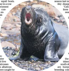  ?? Photo / Greg Bowker ?? Catching endangered sea lions is not illegal but must be reported.