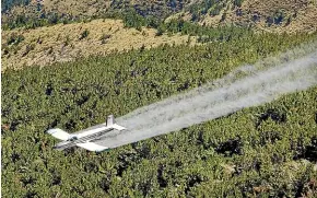  ??  ?? Wilding pines threaten millions of hectares of conservati­on and farm land but research has shown they could be stopped if gene editing was used to switch off their fertility.