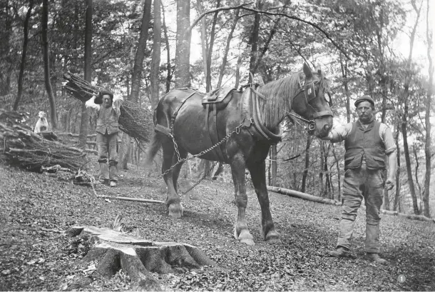  ??  ?? 1 1 Forestry workers in Buckingham­shire in 1903, 16 years before the Forestry Commission was founded. Mechanisat­ion in the industry wouldn’t arrive for several decades 2 In 1919, the year of the Commission’s establishm­ent, the first trees were planted by hand at Eggesford Forest in Devon