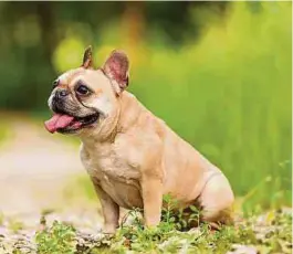  ?? Foto: Shuttersto­ck ?? Die französisc­he Bulldogge ist ein Familienhu­nd.