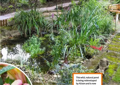  ??  ?? This wild, natural pond is being redevelope­d by Alison and is now the happy home to lots of great crested newts