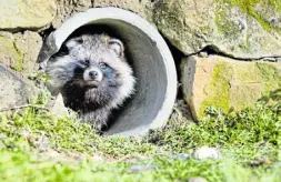  ?? Foto: J. Stratensch­ulte ?? Ein Marderhund – fotografie­rt im Wisentgehe­ge Springe. Die Tiere werden oft mit Waschbären verwechsel­t.