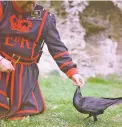  ?? LAURA HYND/WASHINGTON POST ?? Ravenmaste­r Christophe­r Skaife feeds a raven in his care.
