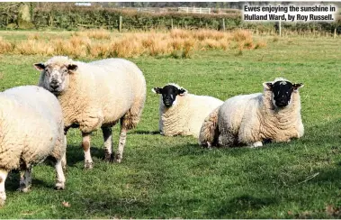  ?? ?? Ewes enjoying the sunshine in Hulland Ward, by Roy Russell.