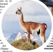  ?? | PARQUE NACIONAL PATAGONIA ?? Guanaco en Parque Nacional Patagonia.