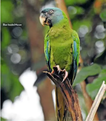  ??  ?? Blue-headed Macaw