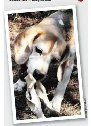  ??  ?? Daria bringt den Knochen? Nein, sie bringt ihn nicht. Da versteht der Beagle keinen Spaß.