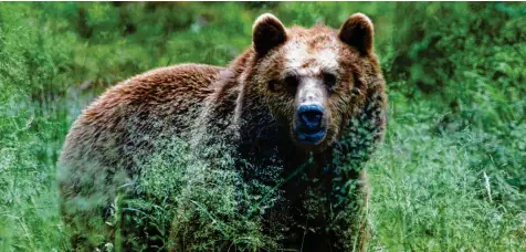  ?? Foto: Horst Ossinger, dpa (Symbolbild) ?? Ein Braunbär soll bei Bad Hindelang gesehen worden sein. Älpler sind besorgt, dass das Tier im Allgäu heimisch werden könnte.