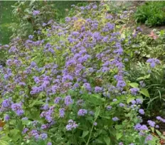  ?? Carol Papas ?? Blue mistflower (Conocliniu­m coelestinu­m)