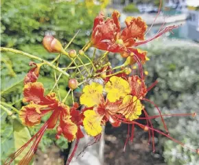  ??  ?? The national flower of Barbados, “The Pride of Barbados.”