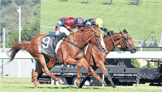  ??  ?? Mister Impatience (right) takes Ballymore Stables’ Wellington Cup tally to four as he gets up on the inside of Pentire gelding Pentathlon in Saturday’s big Trentham race