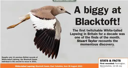  ?? ?? Despite only 11 previous British records of White-tailed Lapwing, the Blacktoft Sands individual is the second to occur in 2021.