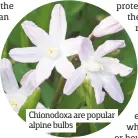  ??  ?? Chionodoxa are popular alpine bulbs