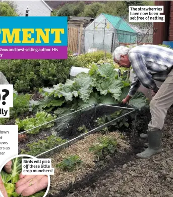  ??  ?? The strawberri­es have now been set free of ne ing