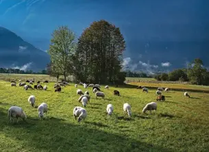  ?? ?? Sheep in a meadow, Slovenia
