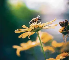  ?? Foto: Cactus ?? Auch wer eine Terrasse oder einen Balkon hat, kann in Töpfen, Kübeln, oder Blumenkäst­en bienenfreu­ndliche Pflanzen setzen.