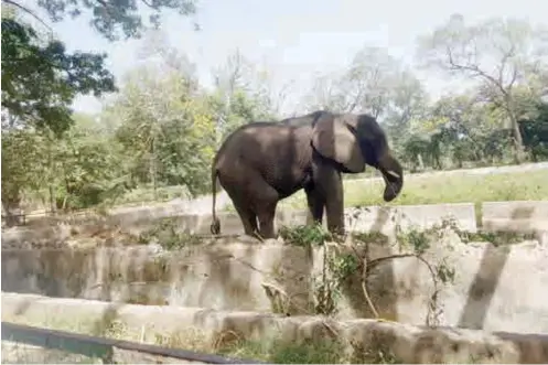  ??  ?? The lone elephant left in the zoo