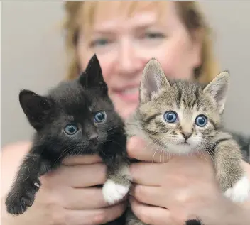  ?? MICHAEL BELL ?? Alanna Whippler, Regina Cat Rescue adoption co-ordinator, holds kittens Nat and Ella. They are among the 170 felines — 70 of which are kittens — the organizati­on currently has in foster care.
