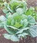  ?? ?? Cabbages need a sunny site and firm soil. If possible, prepare the soil in autumn by adding well-rotted manure or garden compost.
