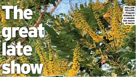  ?? ?? MELLOW YELLOW: Fragrant Mahonia is a valuable late source of nectar