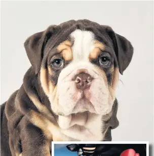  ?? James Russell Photograph­y ?? James won with his image of a bulldog puppy and Mercedes interior