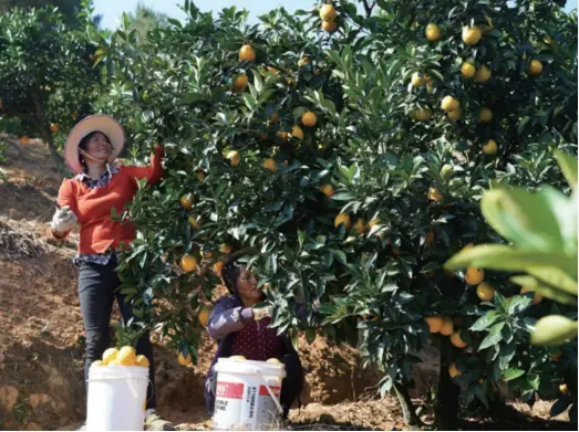  ??  ?? Farmer pick navel oranges in an orchard in Xunwu County, Jiangxi Province in east China, on November 6