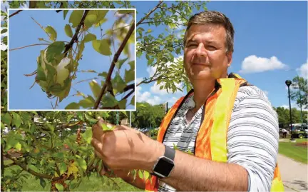  ?? Photos : Daniel Bahuaud ?? Ken Nawolsky inspecte les arbres au parc Vimy Ridge à Winnipeg. En médaillon : un cocon de livrée des forêts.